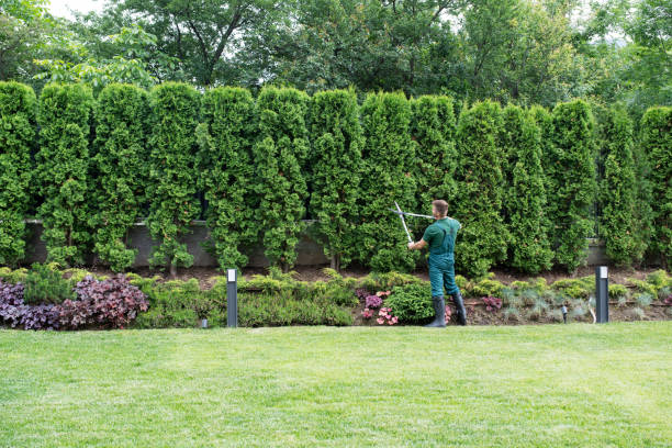 Dead Tree Removal in Whispering Pines, NC